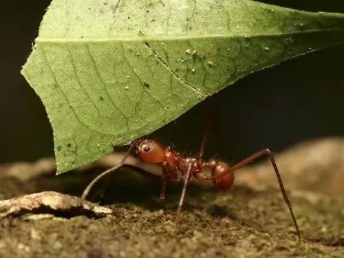 صور - معلومات عن النمل بالصور