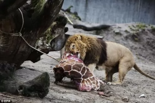 صور - حارس بحديقة حيوان يقتل زرافة صغيرة لتقديمها وجبة للحيوانات المفترسة