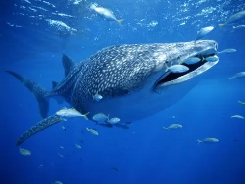 صور - معلومات عن القرش الحوت بالصور