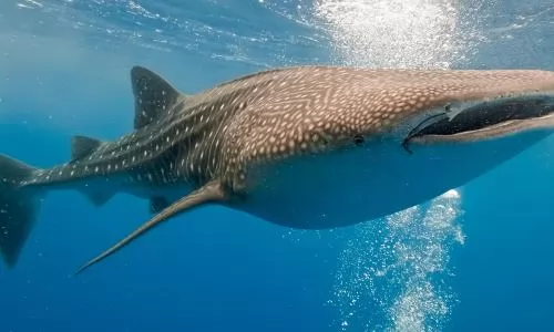 معلومات عن القرش الحوت بالصور والفيديو