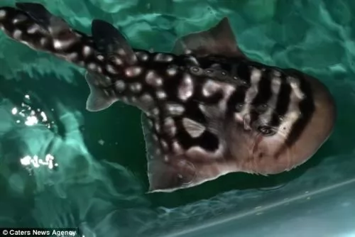 ولادة احد اسماك القرش النادرة بالصور والفيديو