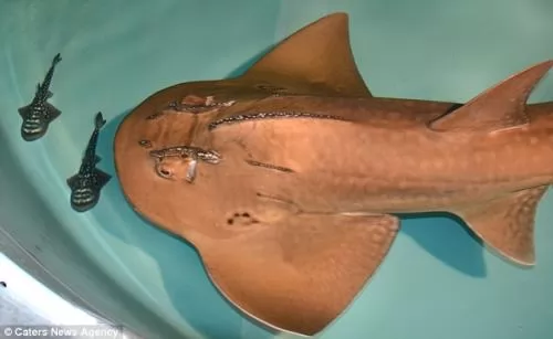 ولادة احد اسماك القرش النادرة بالصور والفيديو