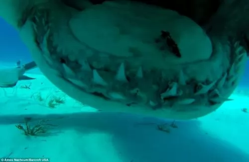 اسنان القرش الحادة اخر منظر تشاهده فى حياتك