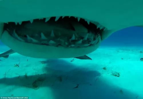 اسنان القرش الحادة اخر منظر تشاهده فى حياتك