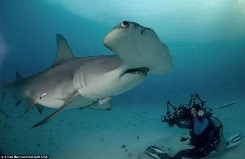 صور - اسنان القرش الحادة اخر منظر تشاهده فى حياتك