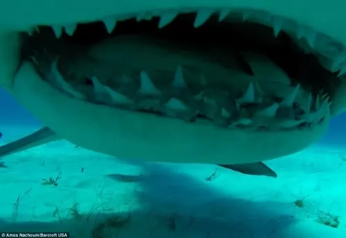 صور - اسنان القرش الحادة اخر منظر تشاهده فى حياتك
