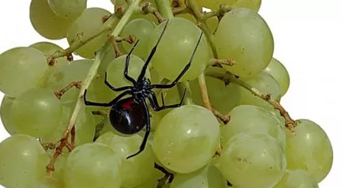 صور - معلومات عن عنكبوت الارملة السوداء بالصور والفيديو