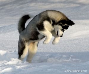 معلومات عن كلاب الهاسكي بالصور والفيديو