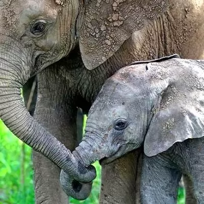 صور - الفيل احد اذكى الحيوانات الموجودة على وجه الارض
