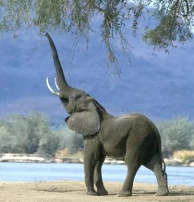 صور - الفيل احد اذكى الحيوانات الموجودة على وجه الارض