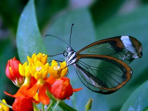 صور - معلومات عن الفراشة بالصور
