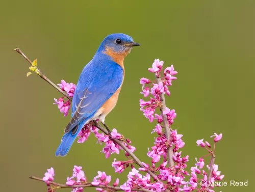 صور - معلومات عن الطائر الازرق بالصور