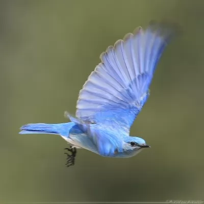صور - معلومات عن الطائر الازرق بالصور