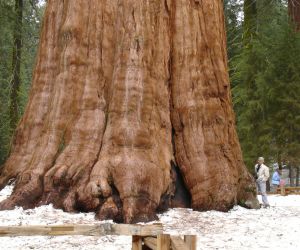 تعرف على اكبر شجرة في العالم بالصور والفيديو
