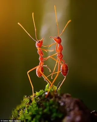 صور - لحظة رومانسية رائعة بين نملتين من النوع الاحمر بالصور