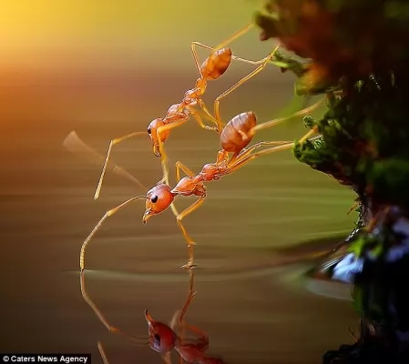 صور - لحظة رومانسية رائعة بين نملتين من النوع الاحمر بالصور