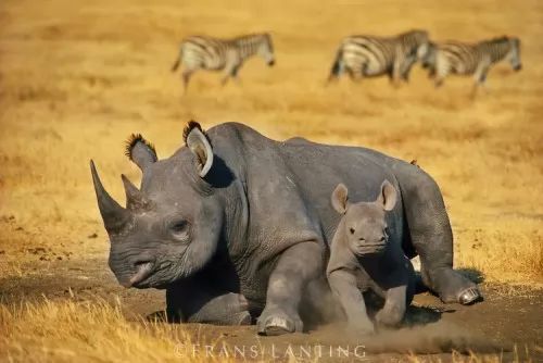 نتيجة بحث الصور عن وحيد القرن الأسود