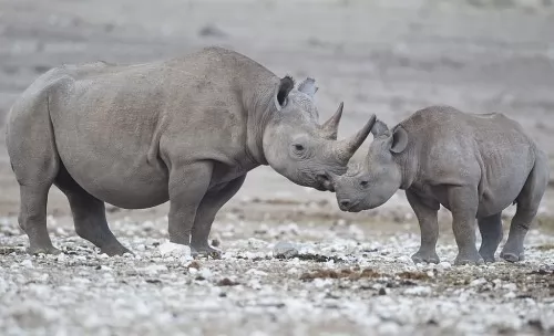 صور - معلومات عن وحيد القرن الاسود بالصور