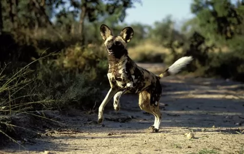 صور - معلومات عن الكلاب البرية بالصور