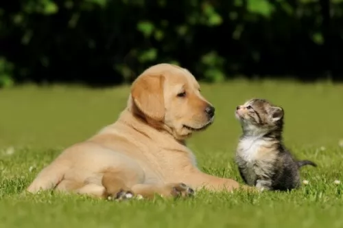 صور - دراسة عن الحيوانات الاليفة هل القطط اذكى من الكلاب ؟