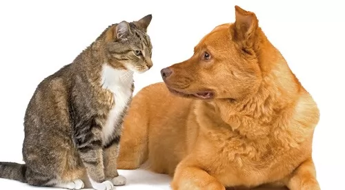 صور - دراسة عن الحيوانات الاليفة هل القطط اذكى من الكلاب ؟