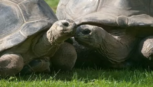 صور - انفصال اثنين من السلاحف بعد زواج دام 115 عام !!