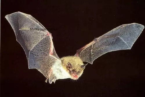 صور - لماذا الخفافيش تحمل الكثير من الامراض ولا تمرض بها ؟