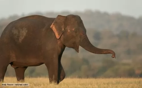 صور - معلومات عن الفيل الهندي بالصور والفيديو