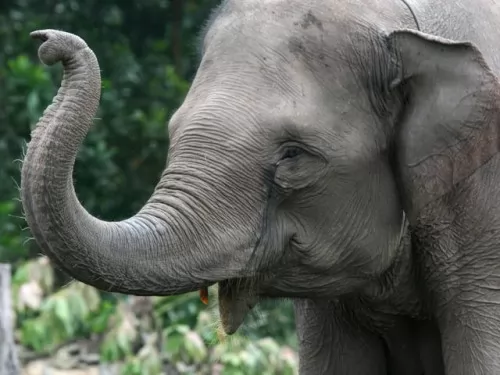 صور - معلومات عن الفيل الهندي بالصور والفيديو