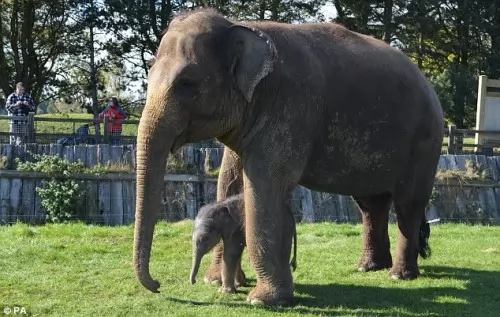 صور - رقم قياسي جديد في ولادة فيل صغير