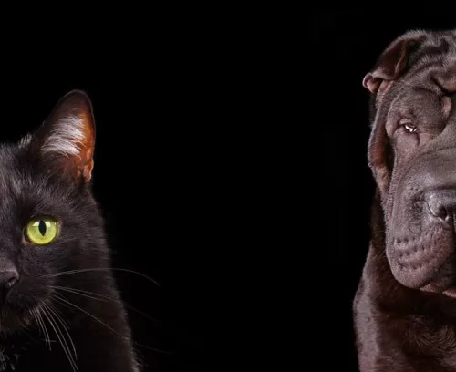صور - الحيوانات الاليفة مثل القطط والكلاب تتمكن من الرؤية في الاشعة فوق البنفسجية
