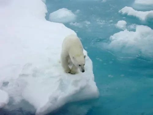 صور - معلومات مثيرة عن الدب القطبي بالصور