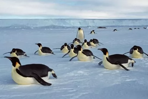 صور - طائر البطريق يحمل درع غير مرئي يقي من الهواء البارد