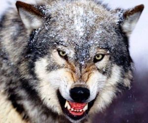 اخطر حيوانات مفترسة في العالم بالاسماء والصور