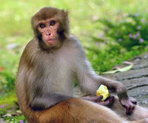 معلومات عن القرد بالصور