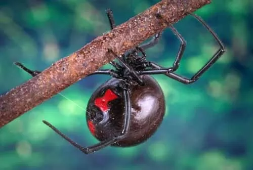 صور - اخطر انواع العناكب السامة في العالم بالصور