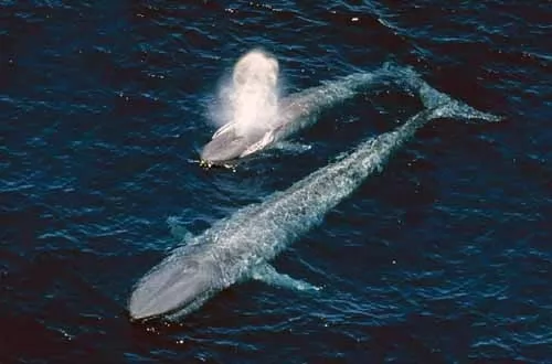 صور - الحوت الازرق اكبر حيوان في العالم على الاطلاق