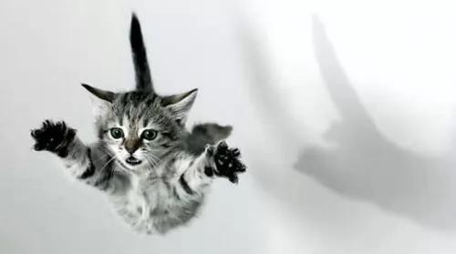 صور - كيف تسقط القطط على اقدامهم من الاماكن العالية ؟