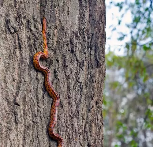 صور - كيف تتمكن الثعابين من تسلق الاشجار بمهارة دون ان تسقط