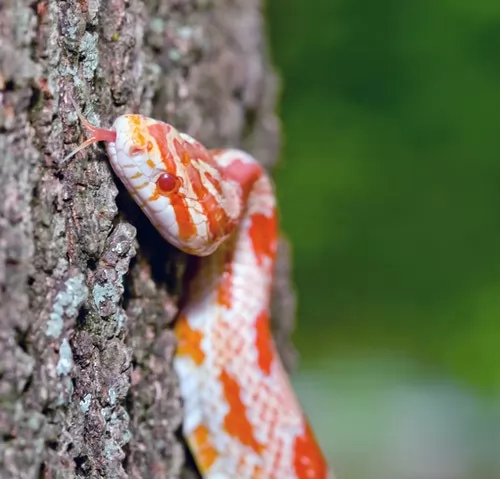 صور - كيف تتمكن الثعابين من تسلق الاشجار بمهارة دون ان تسقط