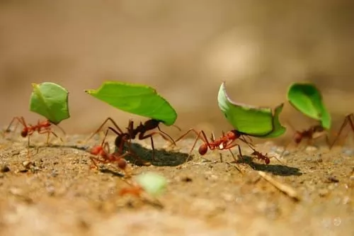 صور - هل تعلم ان النمل اقوى مما تتخيل بكثير ؟