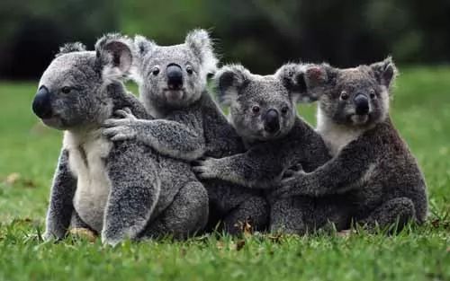 من الكنغر اسرع الكوالا الكوالا تواجه