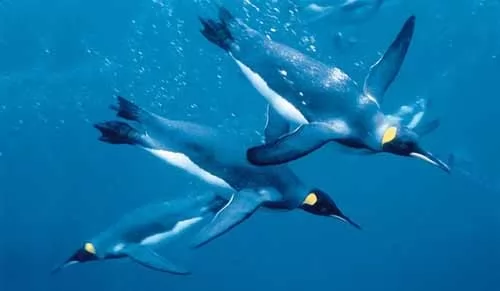 صور - كيف تدافع طيور البطريق الامبراطور عن انفسهم ؟