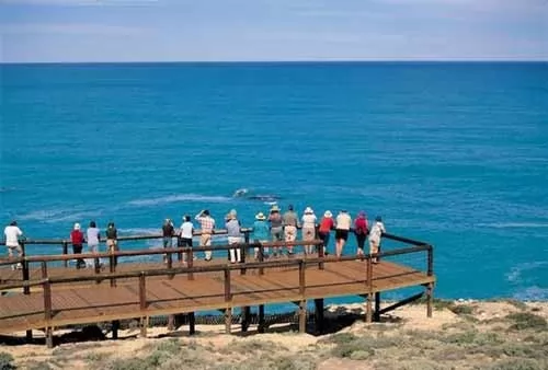 صور - خليج استراليا الكبير افضل مكان لمشاهدة الحيتان