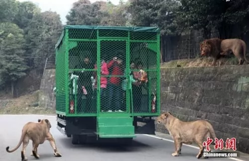 صور - حديقة حيوانات تحبس الزائرين وتطلق الحيوانات !!