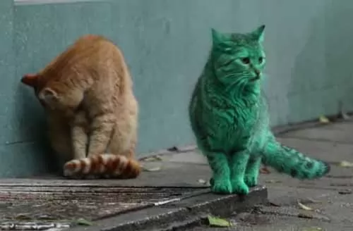 صور - غرائب الحيوانات : قطط خضراء تجوب شوارع بلغاريا