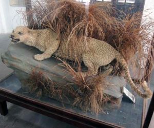 اسماء الحيوانات المنقرضة حديثا في العالم