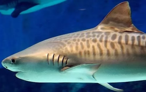 صور - اخطر انواع سمك القرش في العالم