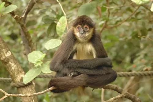 صور - الحيوانات المهددة بالانقراض في غابات الامازون