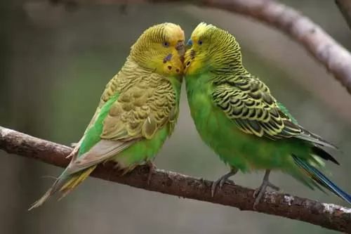 The most beautiful types of parrots pet pictures